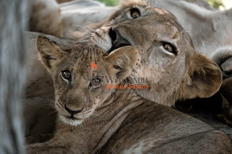 5 DAYS LUXURY SAFARI (TARANGIRE, LAKE MANYARA, NGORONGORO & SERENGETI NATIONAL PARK)