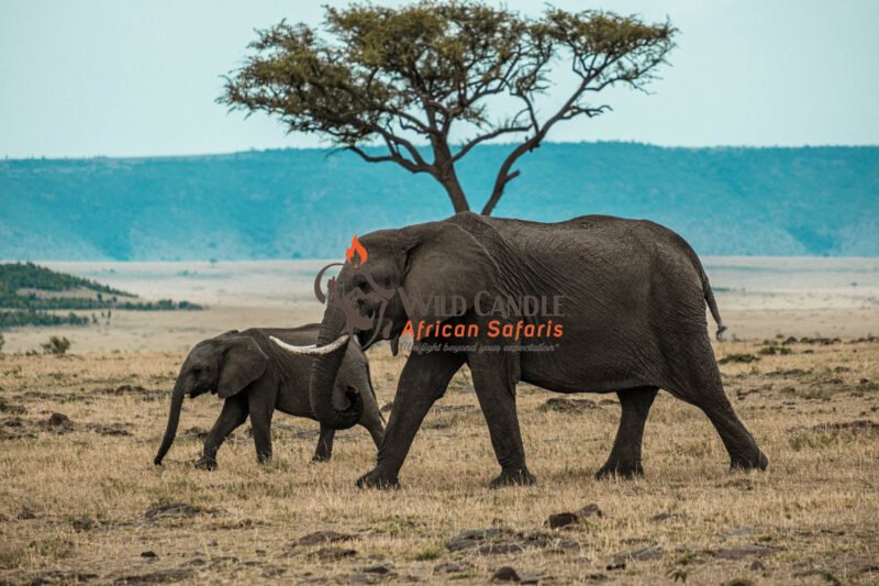 4 DAYS LUXURY SAFARI (TARANGIRE, LAKE MANYARA & NGORONGORO)