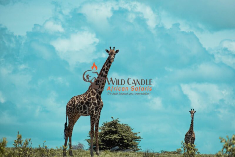 5-DAY BUDGET SAFARI (Tarangire, Manyara, Serengeti & Ngorongoro crater)