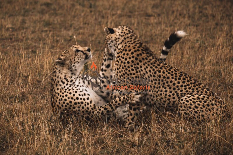 7-DAY LUXURY TANZANIA SAFARI (Tarangire, Manyara, Serengeti & Ngorongoro crater)