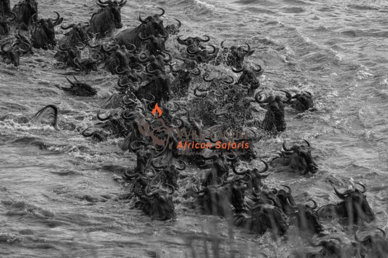 7 DAYS MIDRANGE WESTERN SERENGETI MIGRATION SAFARI (TARANGIRE, NGORONGORO & SERENGETI NATIONAL PARK)