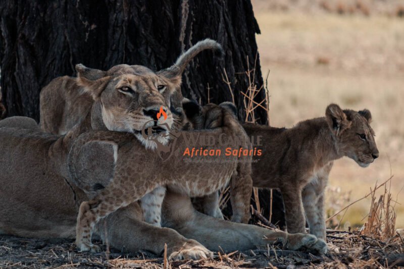7 DAYS MIDRANGE NORTH SERENGETI MIGRATION SAFARI (Tarangire, Ngorongoro & Serengeti National Park)