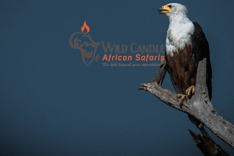 9 DAYS LUXURY HONEYMOON SAFARI + ZANZIBAR (TARANGIRE, MANYARA, NGORONGORO, SERENGETI - ZANZIBAR)