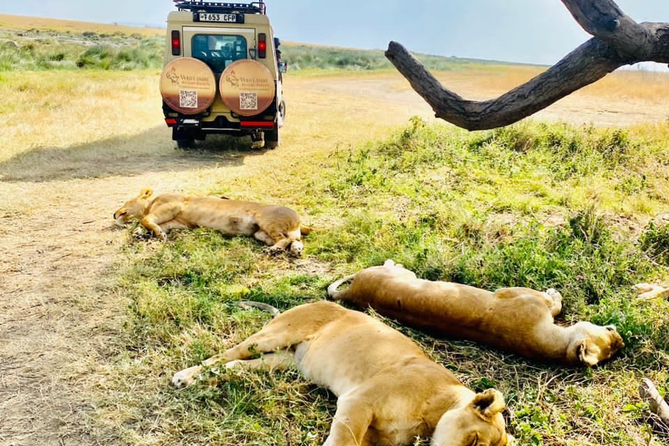 12 DAYS MIDRANGE KENYA & TANZANIA WILDLIFE SAFARI (Nairobi National Park, Masai Mara Game Reserve, Tarangire, Manyara, Serengeti & Ngorongoro crater)