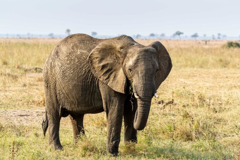 TARANGIRE NATIONAL PARK DAY TRIP