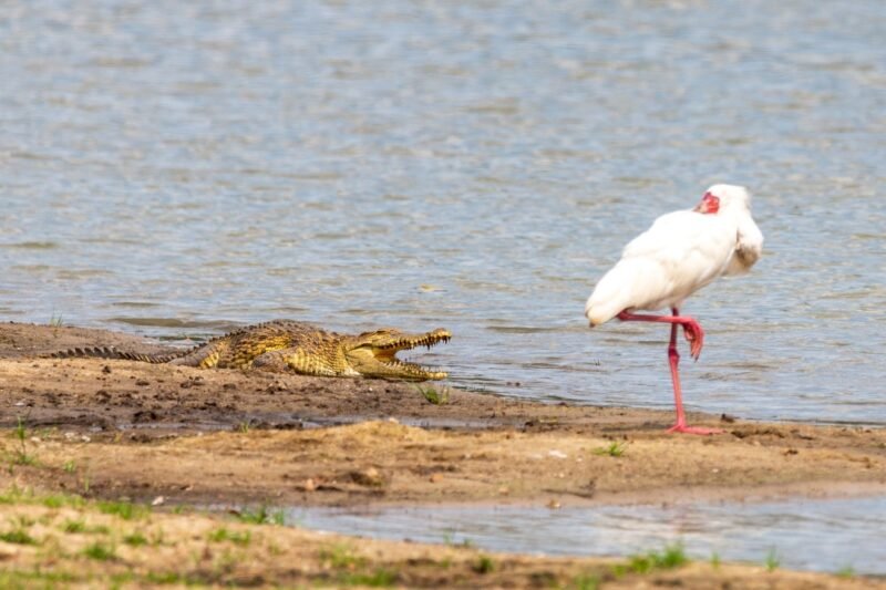 LAKE MANYARA NATIONAL PARK DAY TRIP