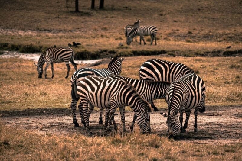ARUSHA NATIONAL PARK DAY TRIP