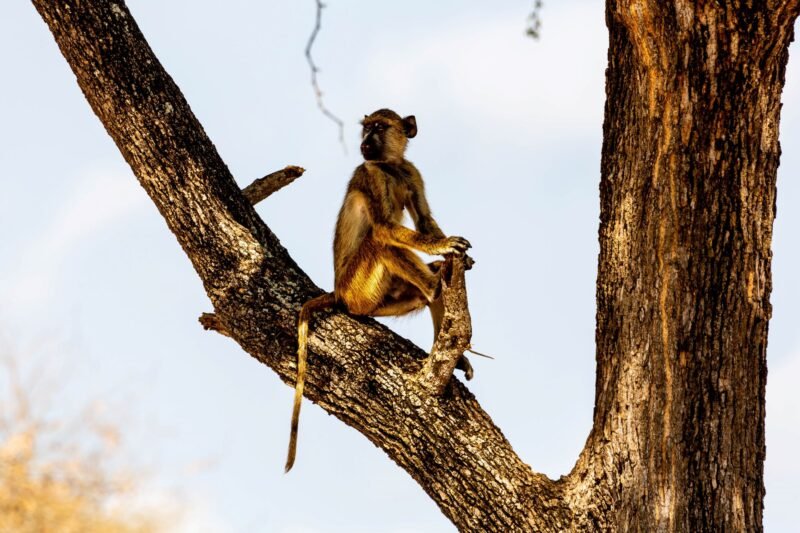 10 DAYS/ 9 NIGHTS LUXURY HONEYMOON SAFARI + ZANZIBAR (Tarangire, Manyara, Ngorongoro, Serengeti & Zanzibar)