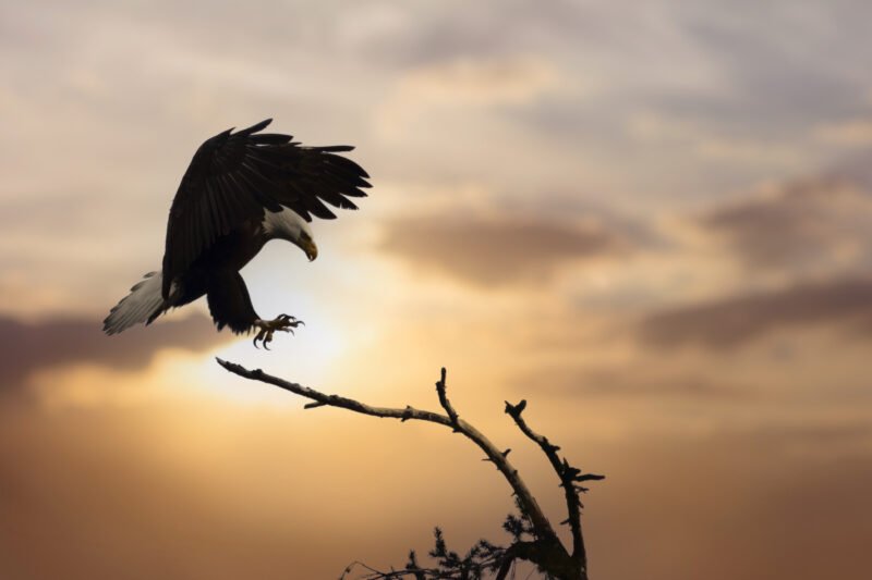 4 DAYS BUDGET SAFARI (TARANGIRE, LAKE MANYARA & NGORONGORO)