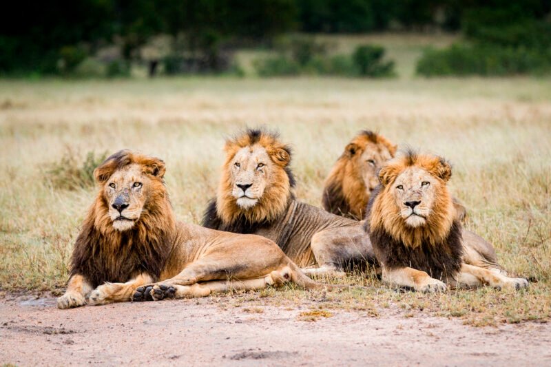 3 DAYS LUXURY SAFARI (Tarangire & Ngorongoro)