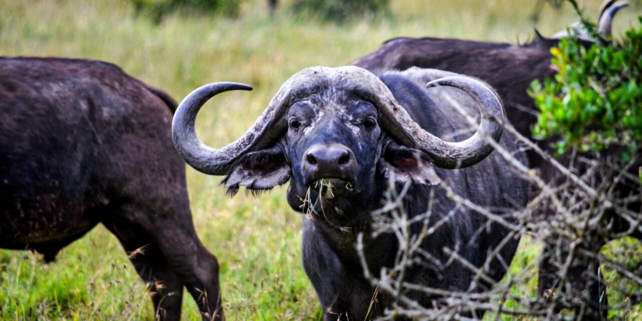 11 DAYS LUXURY NORTH MIGRATION PHOTOGRAPHIC SAFARI (Arusha National Park, Tarangire, Serengeti, Manyara & Ngorongoro Crater)