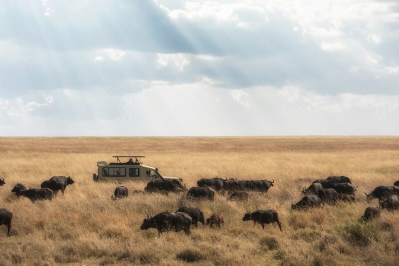 12 DAYS LUXURY PHOTOGRAPHIC SAFARI (Arusha National Park, Tarangire, Serengeti,  Manyara & Ngorongoro Crater)