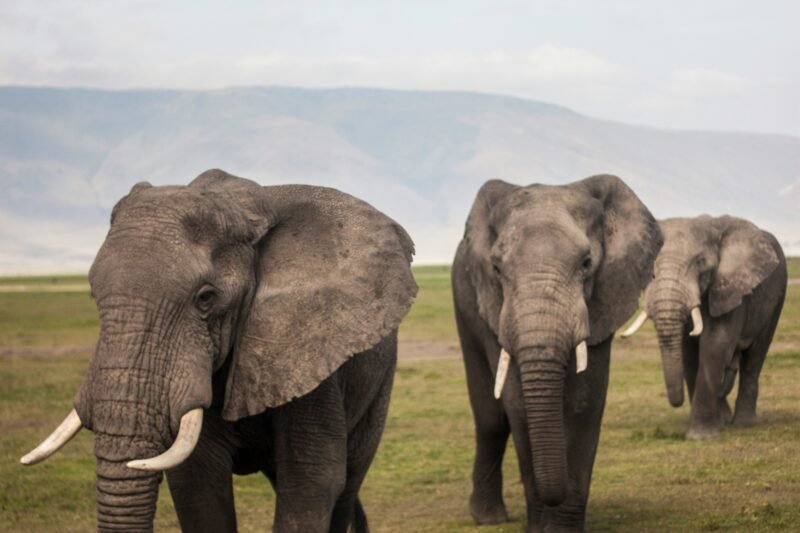 8 DAYS LUXURY FAMILY SAFARI (Tarangire, Serengeti, Manyara & Ngorongoro Crater) PARKS